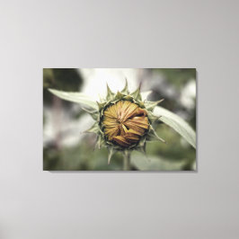 Gelbe Sonnenblume mit geschlossenen Blüten Leinwanddruck