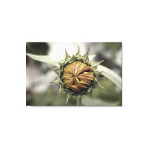 Gelbe Sonnenblume mit geschlossenen Blüten