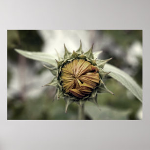 Gelbe Sonnenblume mit geschlossenen Blütenblättern Poster