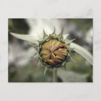 Gelbe Sonnenblume mit geschlossenen Blütenblättern