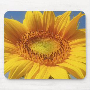 Gelbe Sonnenblume Mousepad
