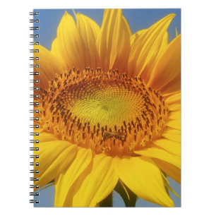 Gelbe Sonnenblume Notizblock