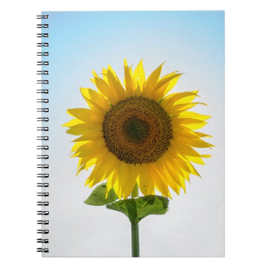 Gelbe Sonnenblume Notizblock (Vorderseite)