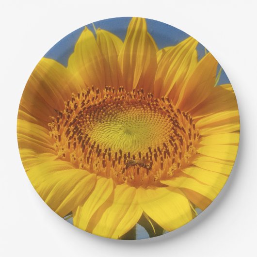 Gelbe Sonnenblume Pappteller (Vorderseite)