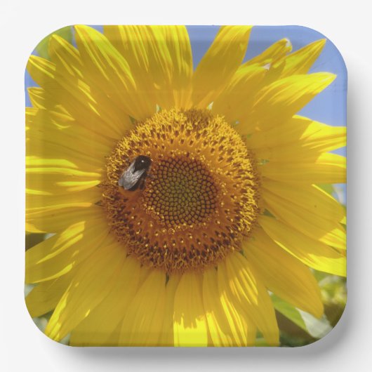 Gelbe Sonnenblume Pappteller (Vorderseite)