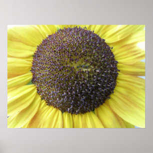 Gelbe Sonnenblume Poster