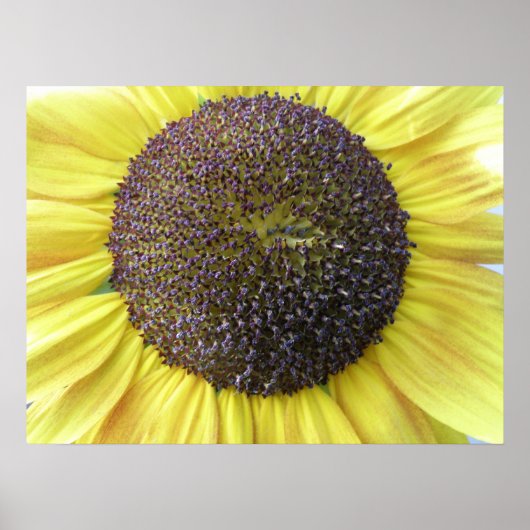 Gelbe Sonnenblume Poster (Vorne)
