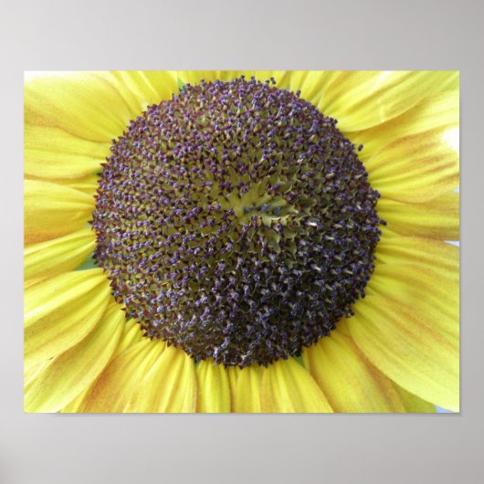 Gelbe Sonnenblume Poster (Vorne)