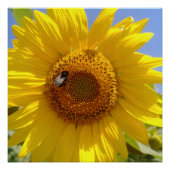 Gelbe Sonnenblume Poster (Vorderseite)