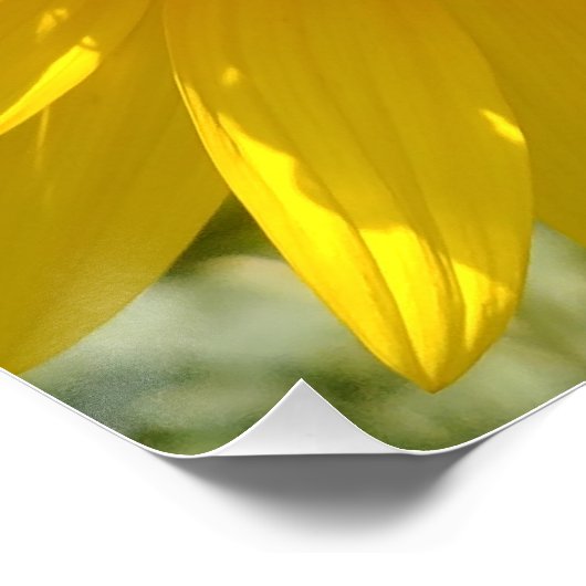 Gelbe Sonnenblume Poster (Ecke)