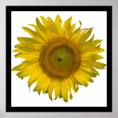 Gelbe Sonnenblume Poster (Vorne)