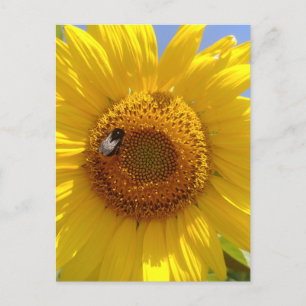 Gelbe Sonnenblume Postkarte