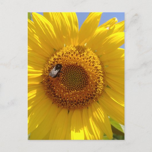 Gelbe Sonnenblume Postkarte (Vorderseite)