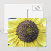 Gelbe Sonnenblume Postkarte (Vorne/Hinten)