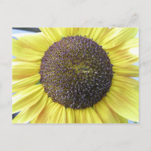 Gelbe Sonnenblume Postkarte