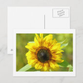 Gelbe Sonnenblume Postkarte (Vorne/Hinten)