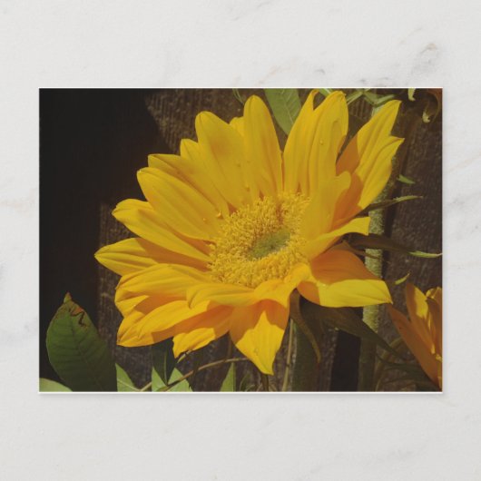Gelbe Sonnenblume Postkarte (Vorderseite)