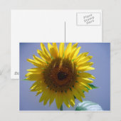 Gelbe Sonnenblume Postkarte (Vorne/Hinten)