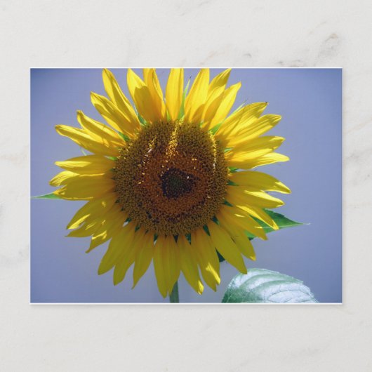 Gelbe Sonnenblume Postkarte (Vorderseite)