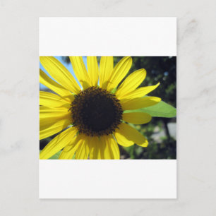 Gelbe Sonnenblume Postkarte