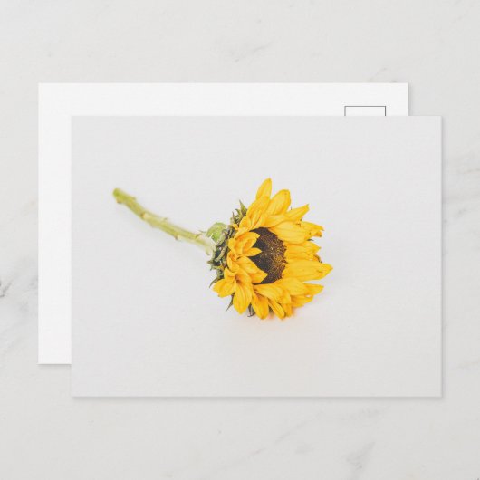 Gelbe Sonnenblume Postkarte (Vorne/Hinten)