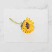 Gelbe Sonnenblume Postkarte (Vorderseite)