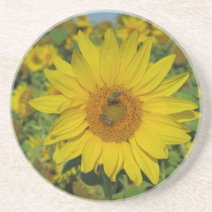 Gelbe Sonnenblume Sommerblüte Getränkeuntersetzer