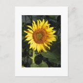 Gelbe Sonnenblume speichern Datumskarten Ankündigungspostkarte (Vorderseite)