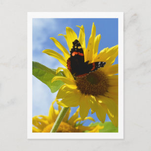 Gelbe Sonnenblume und Roter Admiral Butterfly Postkarte