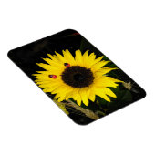 Gelbe Sonnenblume und zwei Ladybugs Magnet (Rechte Seite)