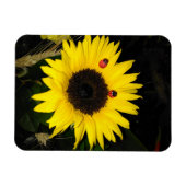 Gelbe Sonnenblume und zwei Ladybugs Magnet (Horizontal)