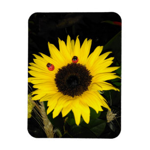 Gelbe Sonnenblume und zwei Marienkäfer Magnet