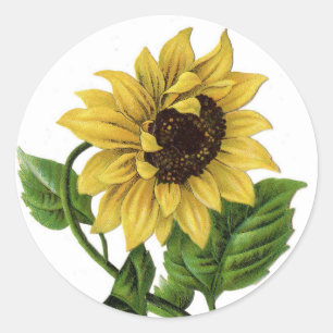 Gelbe Sonnenblume Vintage-Blumen-Hochzeit Runder Aufkleber