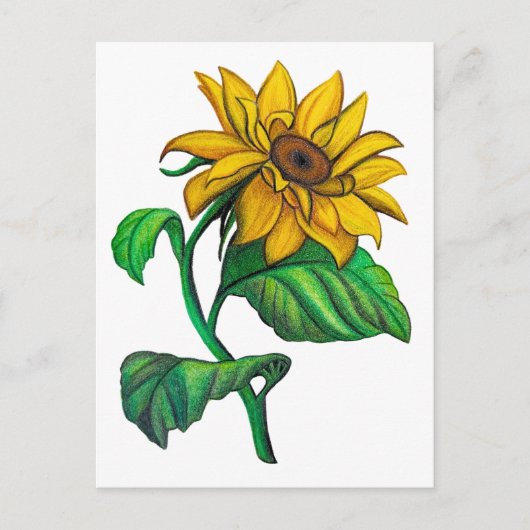 Gelbe Sonnenblume Zeichne Farbstift Postkarte (Vorderseite)