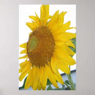 gelbe Sonnenblumemakrokunst Poster