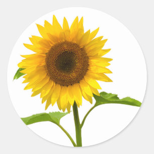 Gelbe Sonnenblumen Blumen Runder Aufkleber
