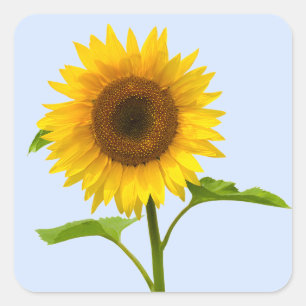 Gelbe Sonnenblumen-Hochzeitsblumen Blau Quadratischer Aufkleber