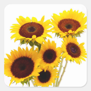 Gelbe Sonnenblumen Hochzeitsblumen Party Quadratischer Aufkleber