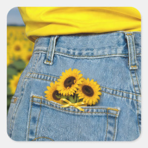Gelbe Sonnenblumen in blauer Jeans Tasche Quadratischer Aufkleber
