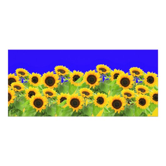 Gelbe Sonnenblumen Karten (Vorne)