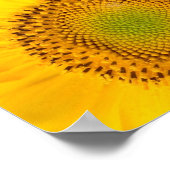 Gelbe Sonnenblumen Poster (Ecke)