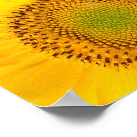 Gelbe Sonnenblumen Poster (Ecke)