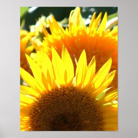 Gelbe Sonnenblumen Poster (Vorne)