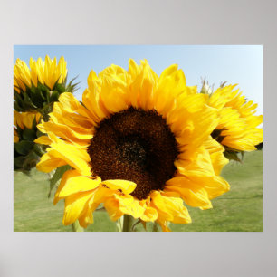 Gelbe Sonnenblumen Poster