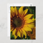 Gelbe Sonnenblumen Postkarte (Vorne/Hinten)