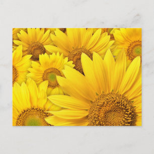 Gelbe Sonnenblumen Postkarte