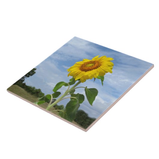 Gelbe Sonnenblumen Spiegelwolken und Tile Fliese (Seite)