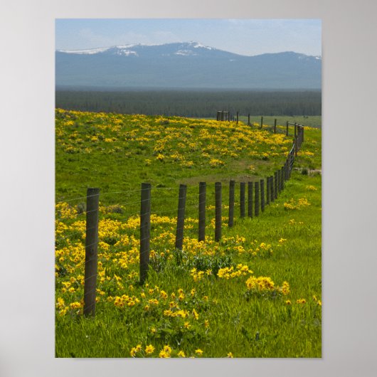 Gelbe Sonnenblumen und Berge Poster (Vorne)