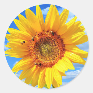 Gelbe Sonnenblumen und Bienen auf blauem Himmel -  Runder Aufkleber