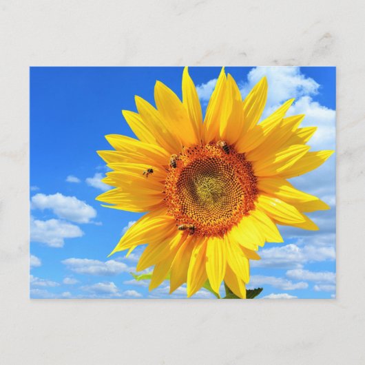 Gelbe Sonnenblumen und Bienen Sommerpostkarte Postkarte (Vorderseite)